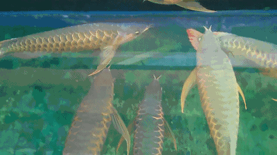 壁纸 动物 鱼 鱼类 400_225 gif 动态图 动图