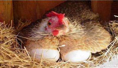 为什么只有公鸡每天早上打鸣?母鸡却不打鸣?