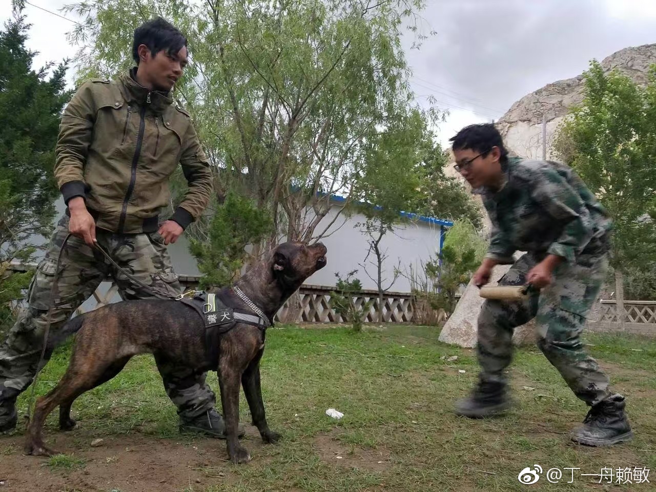 请不要再拉低养狗人的素质,狗是没有错的。错