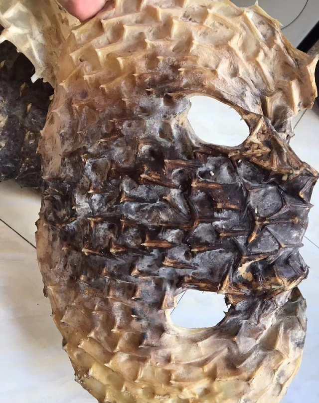 终于知道薛之谦唱的丑八怪是什么了,连鲨鱼都