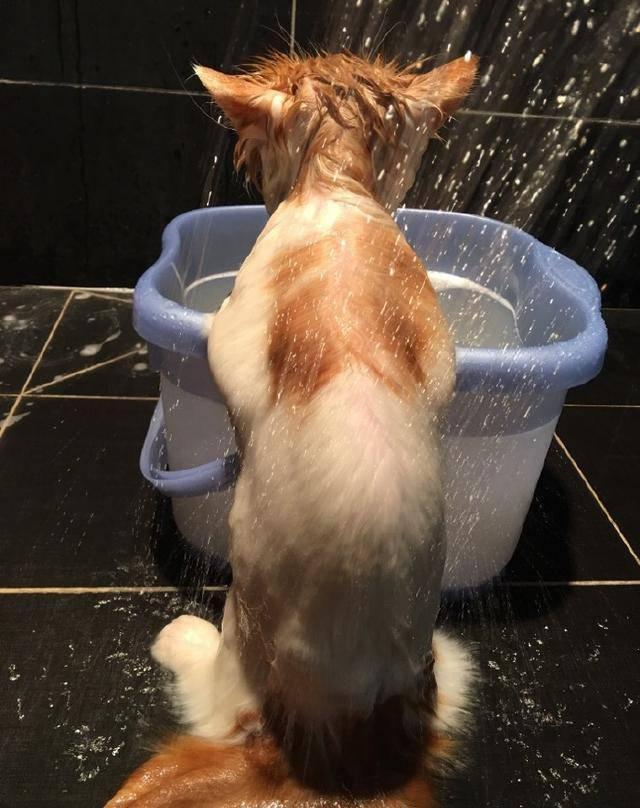 给宠物猫洗澡,洗到一半去接了个电话,回来看到猫咪惊呆了