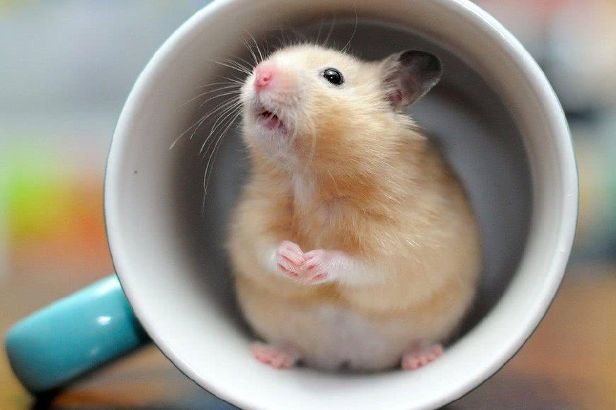 世界上最萌的4种小动物, 第一种很可爱, 最后一种是个