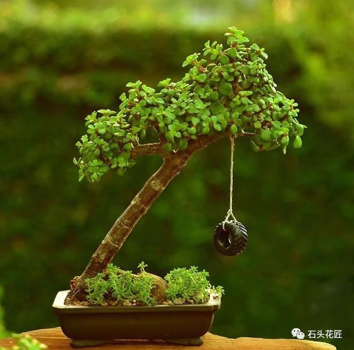 “马齿笕树”这么玩，做出这种精品“盆景”，你就是“大师”！