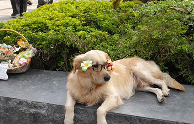 狗狗眼屎多是什么原因?六招去眼屎