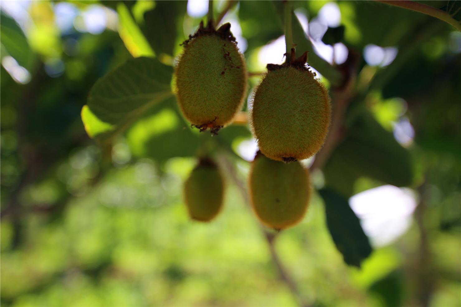 杨凌现代农庄:农业观光休闲度假一体化发展 居