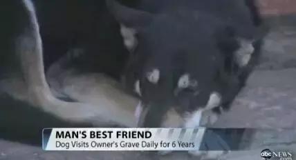 忠心狗狗墓旁守护主人10年,用生命诠释忠诚,最