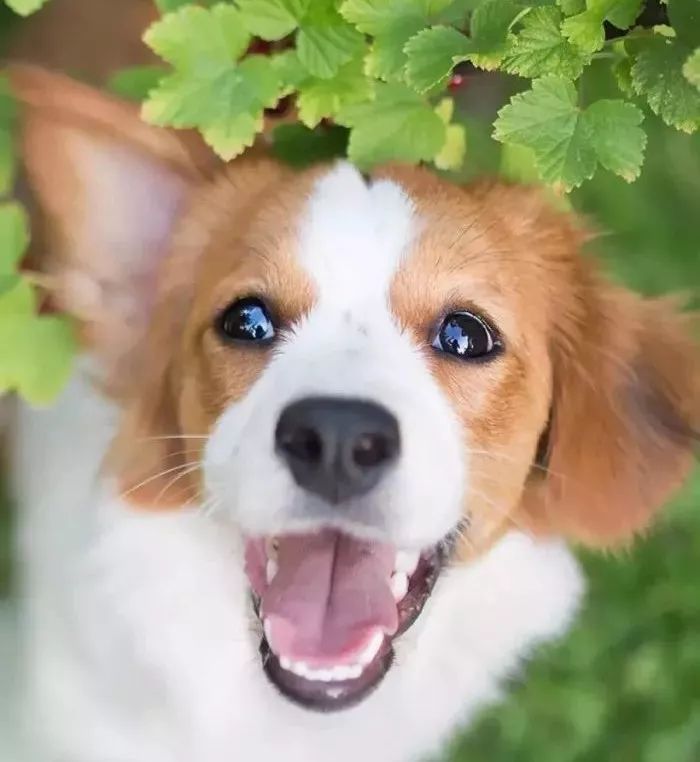 超甜情话合集,撩动你的少女心