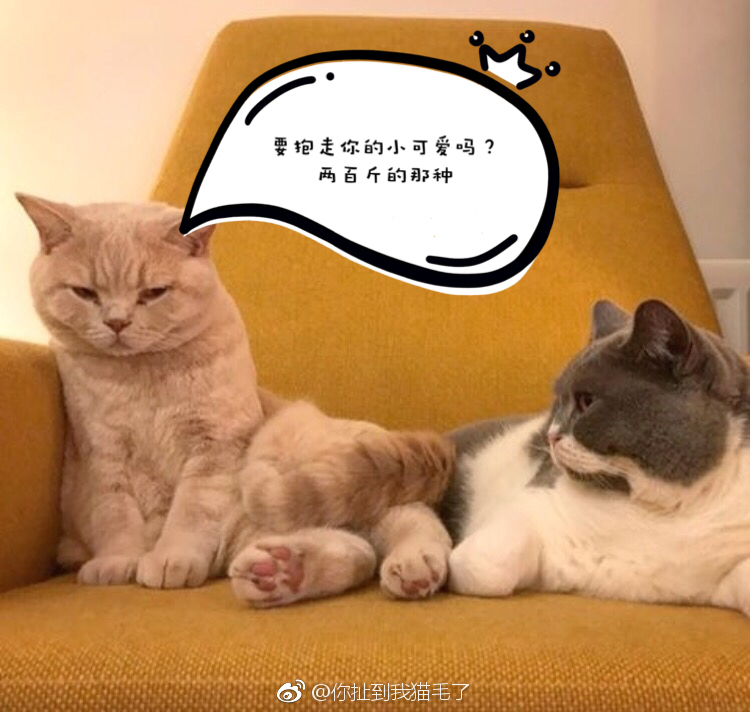 分享一组大佬女孩惹不起惹不起表情包表情可爱撒娇图片