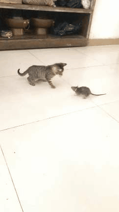 主人绑住老鼠的腿,给奶猫陪练,网友:开挂的老鼠遇到防火墙