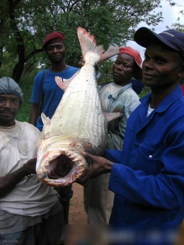 来自非洲水域的巨型鱼类,它们竟以鳄鱼为食,让我们不可思议