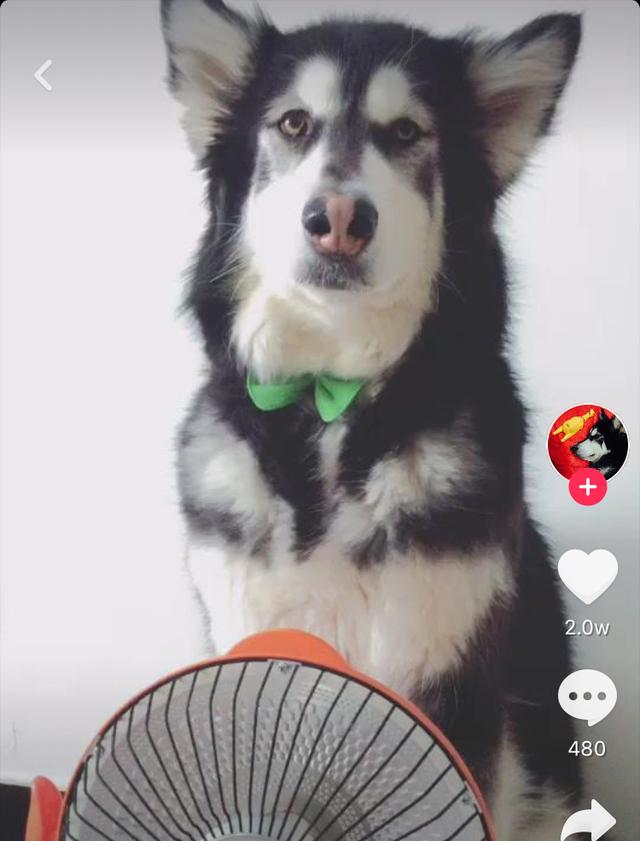 抖音上排名前10的网红萌宠,你知道几个?!