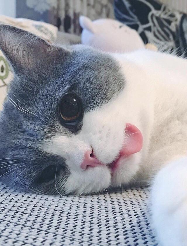 抖音最近很火的猫图,抖音很火的霸气猫图片 布偶猫贵为行走的人民币,为何爆红抖音的却是英短?