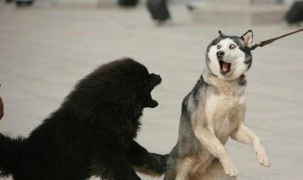 两只狗打架,二哈赢在了表情上