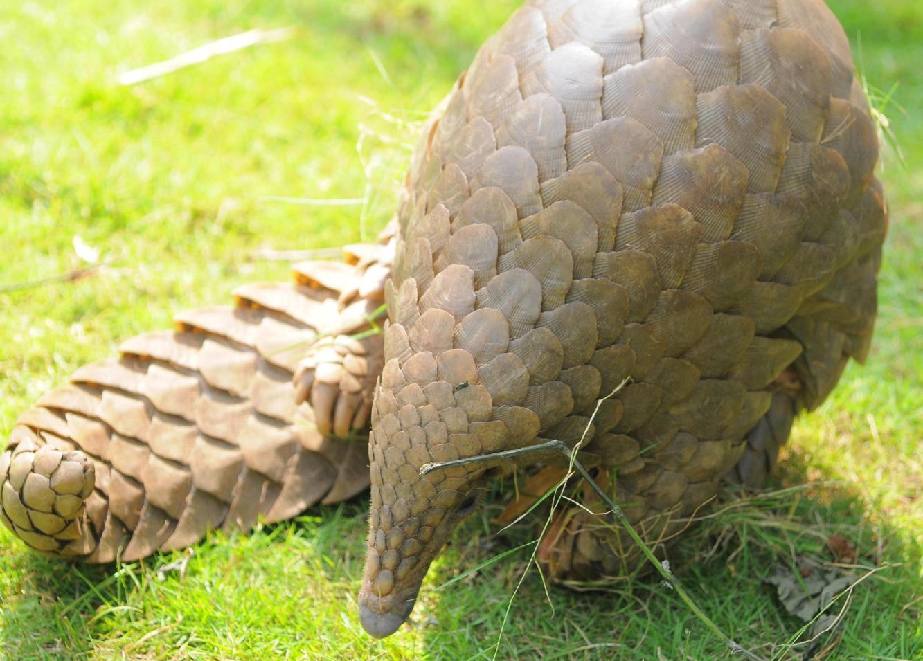犰狳与穿山甲, 一逃二堵三伪装的高手, 酷炫的盔甲借来用下呗