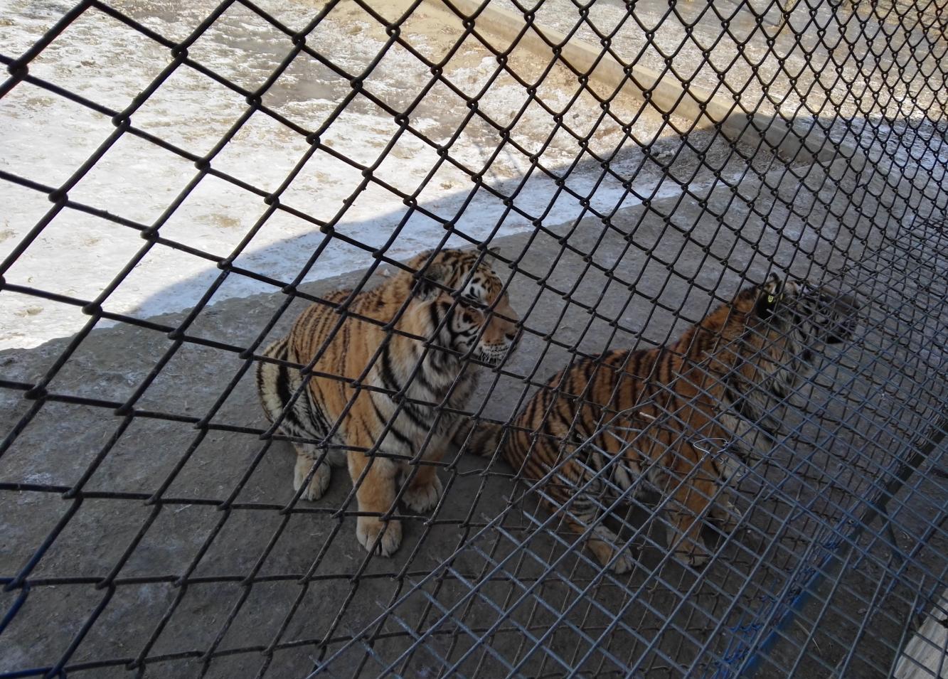 北京八达岭野生动物园老虎伤人, 东北虎林园的老虎是