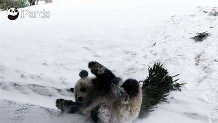 一个走出黑龙江吸粉 一个来到黑龙江卖萌 玩不起还扬沙子