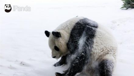 一个走出黑龙江吸粉 一个来到黑龙江卖萌 玩不起还扬沙子