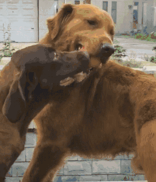 金毛:想从我嘴里抢球,不可能的,这辈子都不可能的!