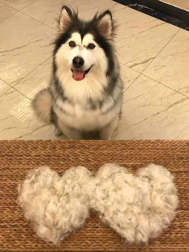 养狗好处多,坏处偏偏就2个!