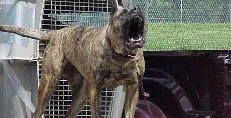 世界恶犬名录,绝对不能养的狗