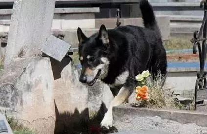 忠心狗狗墓旁守护主人10年,用生命诠释忠诚,最