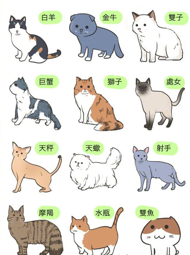 十二星座猫,哈哈哈哈哈哈双鱼画风不对!