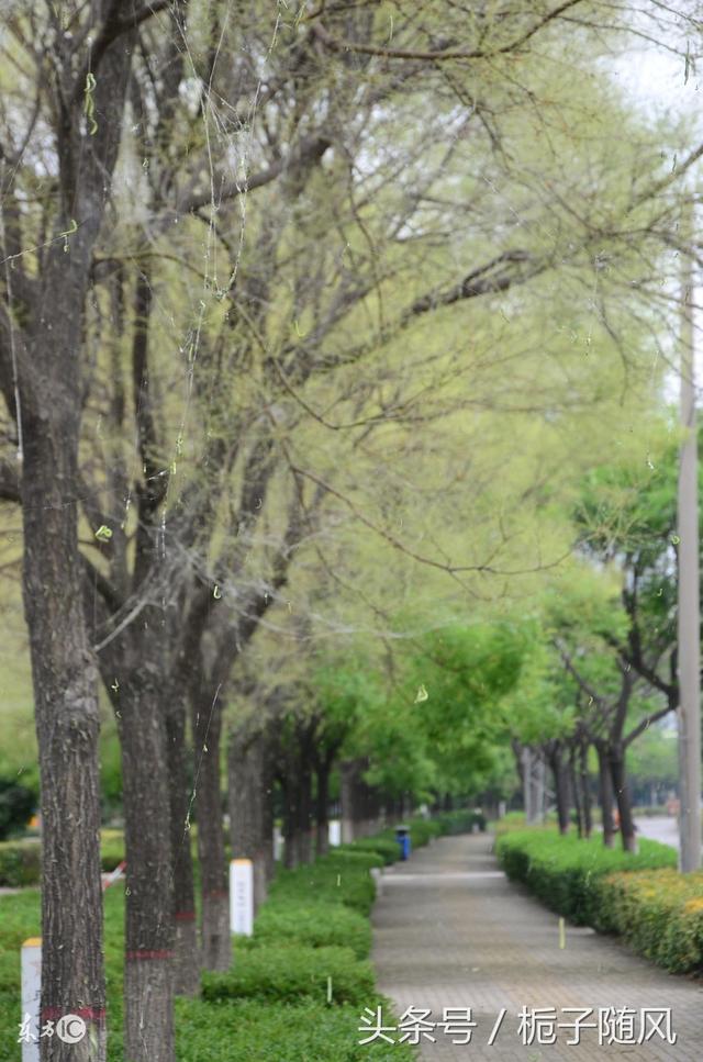 中国河北省各城市代表性市树市花大汇总