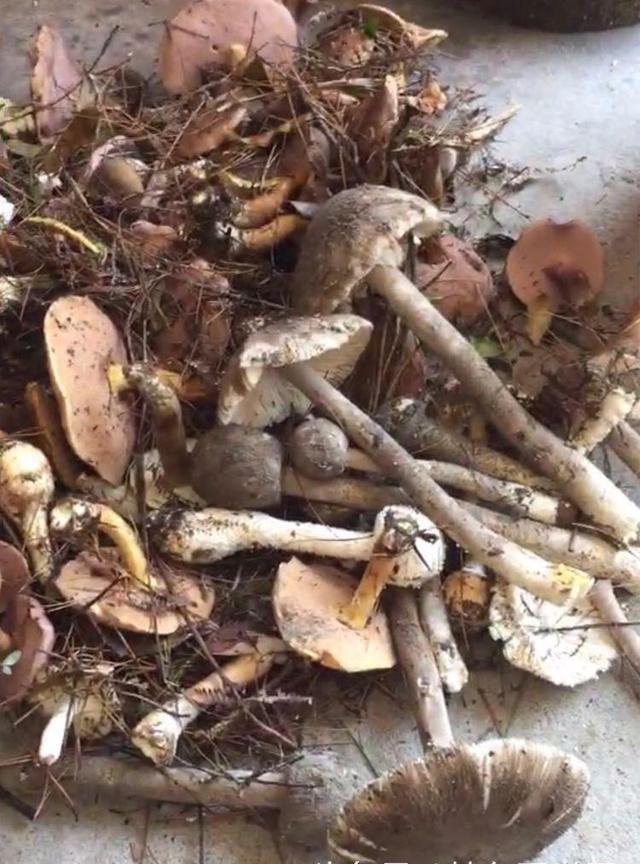 每年秋季来临的时候,浙南地区上山就是采野蘑菇的季节,一阵雷雨过后