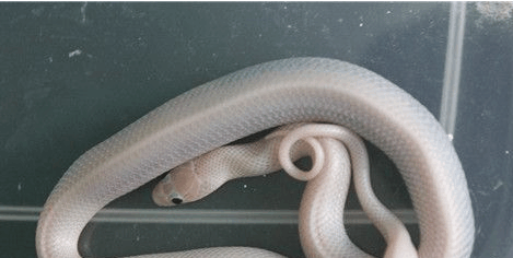 宠物蛇会记得主人吗?