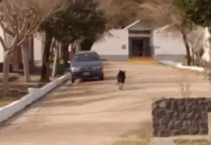 忠心狗狗墓旁守护主人10年,用生命诠释忠诚,最