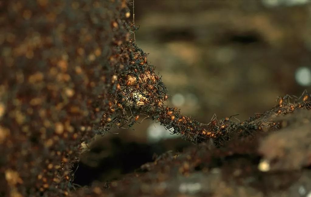 摧枯拉朽!永远进击的行军蚁