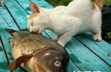 猫咪看见小鱼干,激动的得意忘形,忽然脚下一打