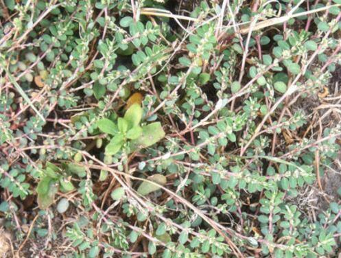 千根草价格多少钱一斤?怎么吃?有哪些功效及