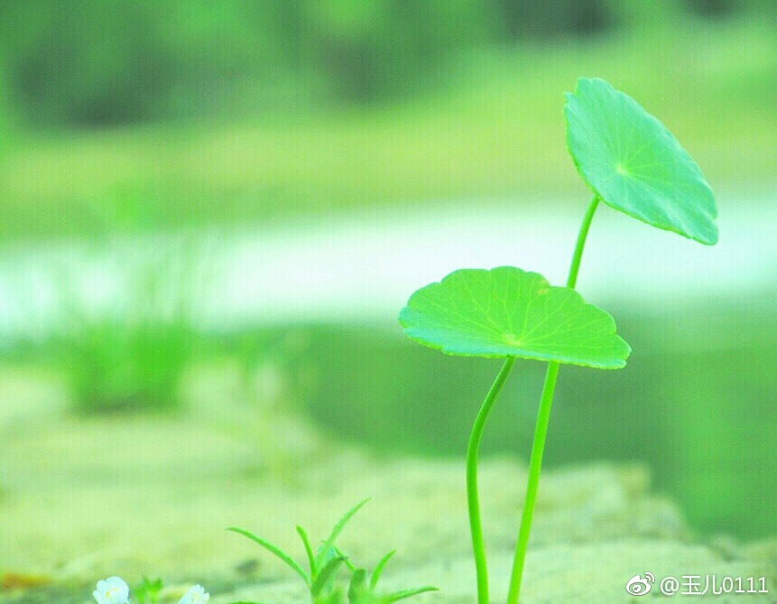 ppt 背景 壁纸 电脑桌面 发芽 绿色 绿色植物 嫩芽 嫩叶 新芽 植物
