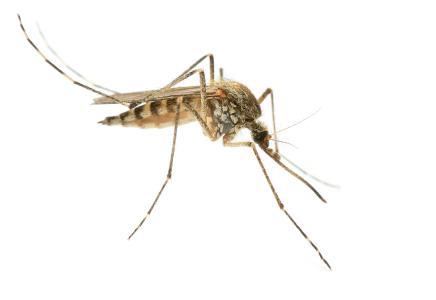 如何消灭小黑飞,6大绝招送给你,一扫光!