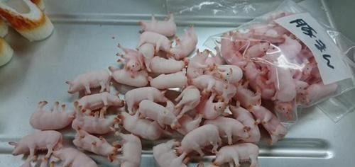 日本奇葩美食, 整只小猪仔端上桌, 看到还真不