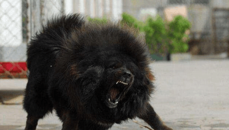 日本的猛犬与我国的藏獒打架, 哪个更胜一筹