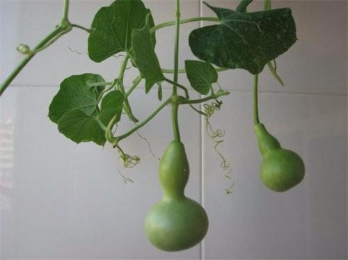 如何在花盆里种植手捻葫芦?阳台盆栽小葫芦的