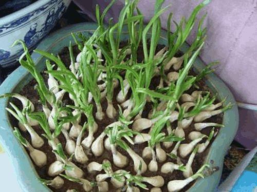 在家种蒜苗怎么做到长势喜人且观赏并存