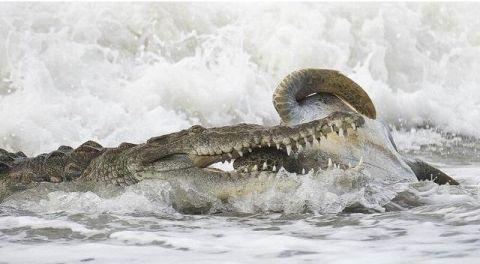 海龟与鳄鱼再次相遇, 这次鳄鱼学聪明了, 不咬龟