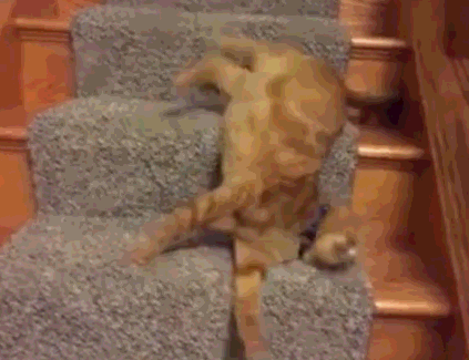 壁纸 动物 狗 狗狗 423_325 gif 动态图 动图