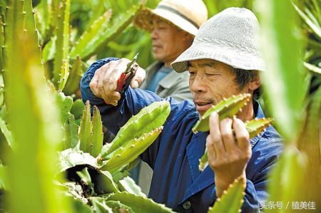 火龙果春季修剪技术,侧枝侧芽、顶芽要摘除