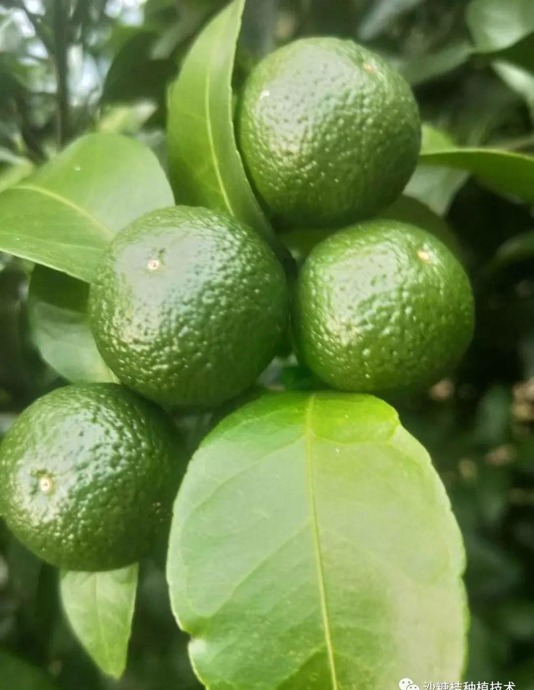 沙糖桔第三年初次挂果,亩产量一万斤真的吗?