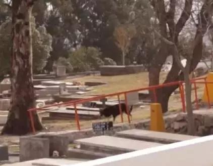 忠心狗狗墓旁守护主人10年,用生命诠释忠诚,最