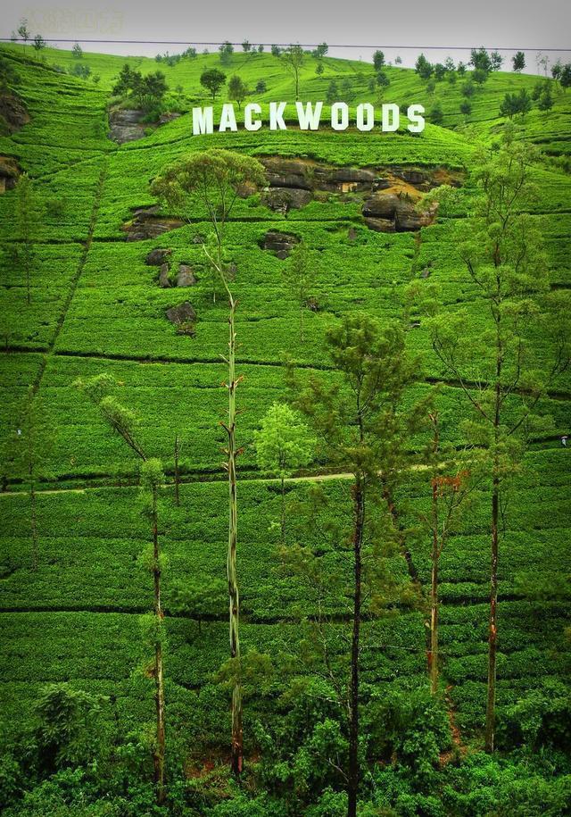 世界上最好的红茶产地原来在这里! 茶好, 风景