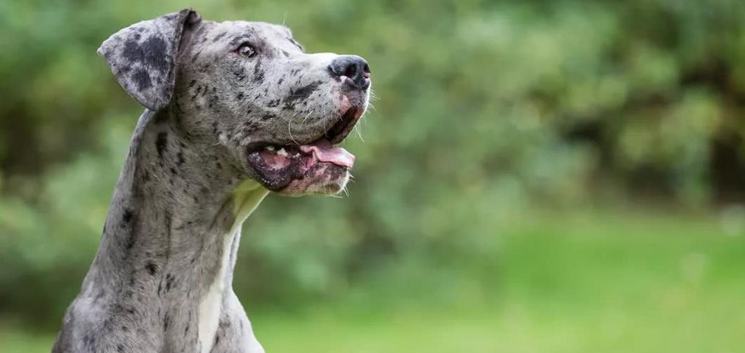 它是高大的猎犬，却号称胆子非常小，是真的吗
