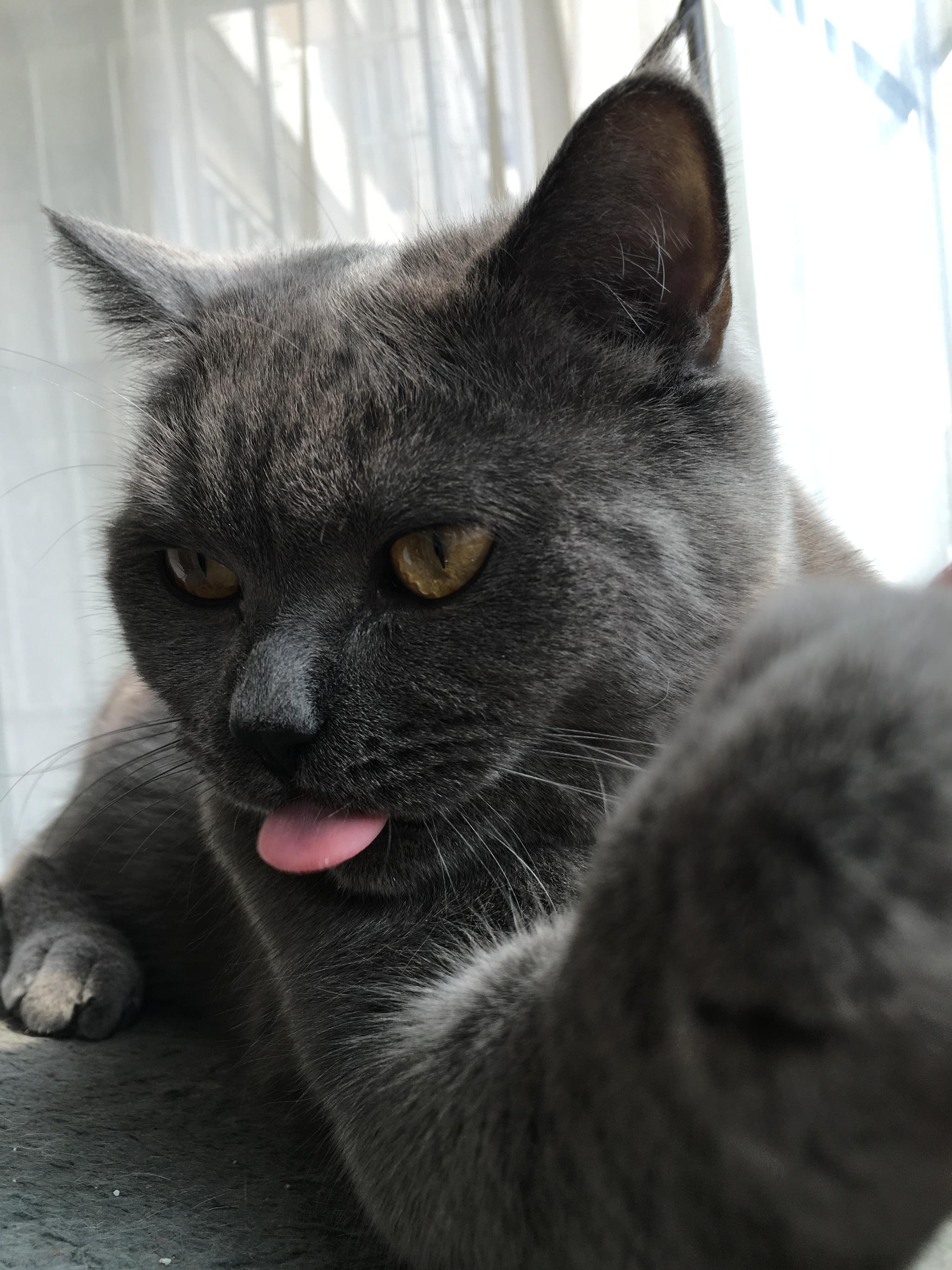 养个蓝猫(明明包灰炭…),就要承受画风不一样的略略略