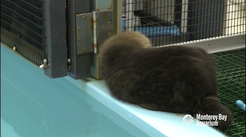 海獭宝宝可不只搓脸前拍手这一个可爱到犯规的表情