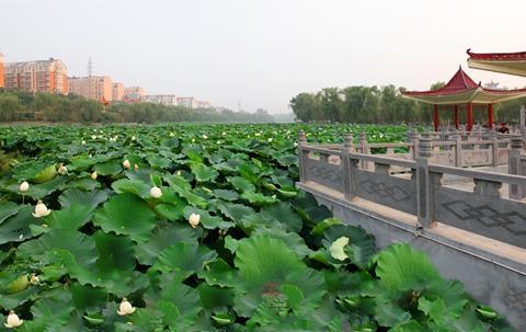 郑风苑景区位于新郑市东部风光旖旎的郑韩故城之畔,溱水之滨,由郑风苑