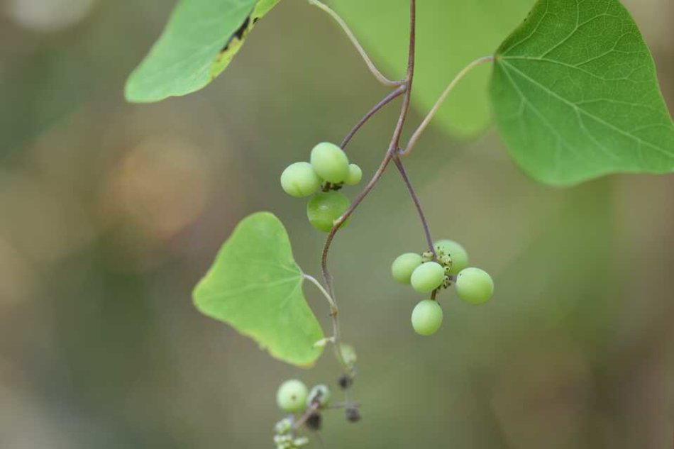 农村一种像葡萄的野草却被称作石蟾蜍泡水洗脚能治脚气